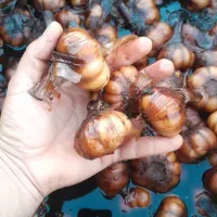 سیر ترشی طارم درجه یک|عمده‌فروشی|چورزق, |دیوار