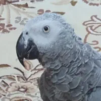 کاسکو فرار کرده