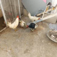 تعدادی مرغ وخروس