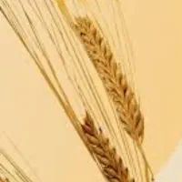 فروش ۱۰ کیسه جو درجه یک
