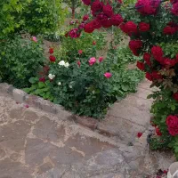 گل کاری تعویض گلدان مرتب کردن باغچه حیاط|خدمات باغبانی و درختکاری|مشهد, کشاورز|دیوار