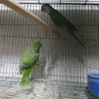 حدود پنج شش تا راهب از ناحیه پا مشگل داره