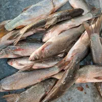 پخش عمده ماهی رودخانه|ماهی|دزفول, |دیوار