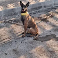 ماده مالینیوز اصل