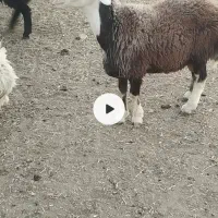 بره قوچی چال
