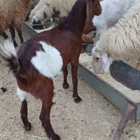 بز ماده|حیوانات مزرعه|رامشیر, |دیوار