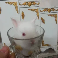 خرگوش کوچولوناز|موش و خرگوش|قم, شهر قائم|دیوار