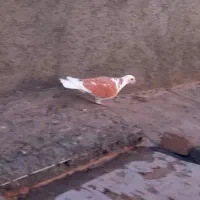 کبوتر|پرنده|سنندج, |دیوار