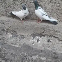 کفتر خوش خال