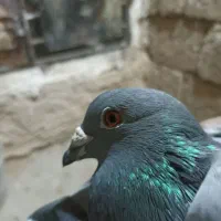 کفتر یا کبوتر پلاکی|پرنده|مبارکه, |دیوار