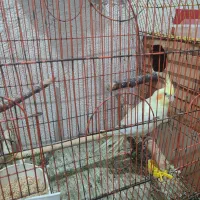 عروس و برزیلی