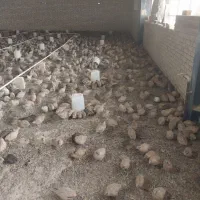 تخم بلدرچین عمده