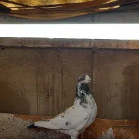 کفتر  ۵ تا گرفتنی|پرنده|ری, سرتخت|دیوار