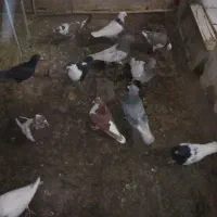 13تا کفتر|پرنده|مشهد, آبکوه|دیوار