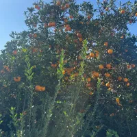 تامسون سر درختی