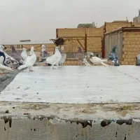 کبوتر فروشی