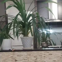 گل پاندانوس