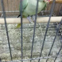 شاه طوطی|پرنده|اهواز, پادادشهر|دیوار