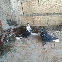 پرشی تیر ماه