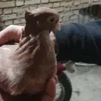 کفتر زاغ درجه یک|پرنده|امیدیه, |دیوار