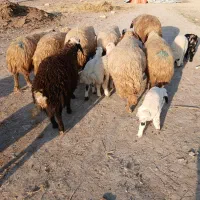 پیش و ور‌‌ک|حیوانات مزرعه|دره شهر, |دیوار