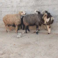 2راس میش ترکی جوان بره دار|حیوانات مزرعه|جهرم, |دیوار