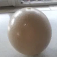 تخم شترمرغ خالی