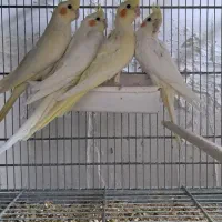 عروس هلندی|پرنده|سمنان, |دیوار