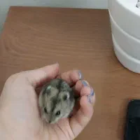 همستر نر و ماده|موش و خرگوش|تهران, دهقان|دیوار