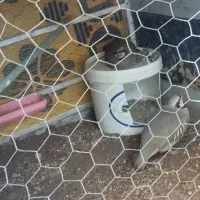 یک جفت بلدرچین