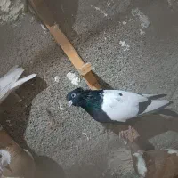 آلمانی کبوتر