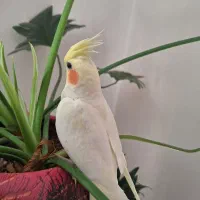 جفت مولد تضمینی همراه با یک جوجه