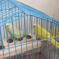 مرغ عشق رنگ خاص|پرنده|گلبهار, شهر جدید گلبهار|دیوار