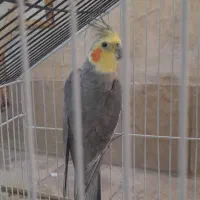 عروس هلندی