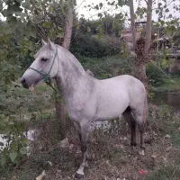 اسب نیله سال 6
