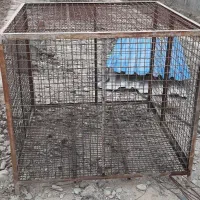 کفتر کبوتر|لوازم جانبی حیوانات|تهران, تهرانسر مرکزی|دیوار