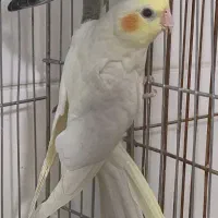 عروس هلندی معاوضه