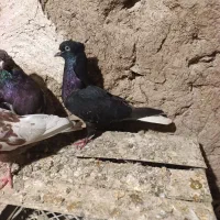 فروش ی جفت مایدم