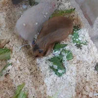 همستر زیبا مادر وبچه بهترین رنگ|موش و خرگوش|مشهد, بهاران|دیوار