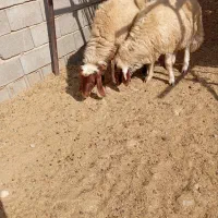 یه راس قوچ صدامی ویه راس سنجابی