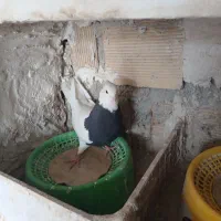 فروش طوقی|پرنده|دهدشت, |دیوار