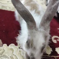 خرگوش|موش و خرگوش|سنندج, |دیوار