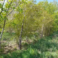 باغ ۵۰۰ متری