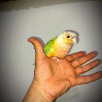 گرینچیک اهلی نر|پرنده|بوشهر, |دیوار