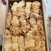 کاهو برگ قرمز و طلایی برازجان|خدمات باغبانی و درختکاری|بوشهر, |دیوار