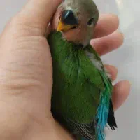 جوجه طوطی
