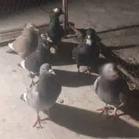 کفتر