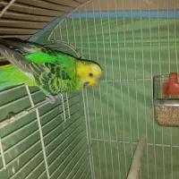 جفت مرغ عشق با جوجه