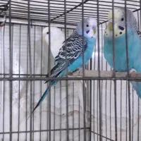 مرع عشق|پرنده|مشکین‌دشت, |دیوار