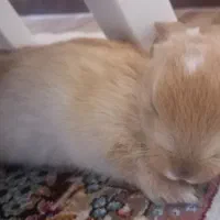 خرگوش هالند لوپ مینی